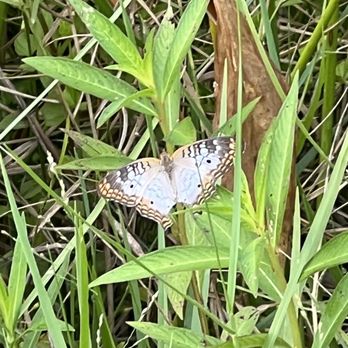 Al Coith Park - White Peacock butterfly - Parks Near Me - Orlando, Florida Al Coith Park - White Peacock butterfly - Parks Near Me - Orlando, Florida