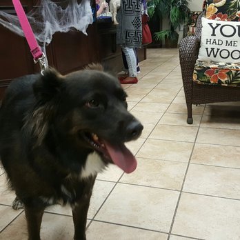Ohana Veterinary Care - Asher at an emergency visit. Attacked at the dog park, glad to be squeezed in to see our awesome doctor. - Veterinarians Near Me - Bristow, Virginia Ohana Veterinary Care - Asher at an emergency visit. Attacked at the dog park, glad to be squeezed in to see our awesome doctor. - Veterinarians Near Me - Bristow, Virginia