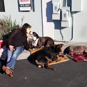 Yarnell's Service Center - Their three zenned out dogs who guve me much too much love and peace. - Auto Repair Near Me - Mountain View, California Yarnell's Service Center - Their three zenned out dogs who guve me much too much love and peace. - Auto Repair Near Me - Mountain View, California