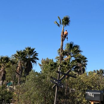 Ramona Tree and Stump - Palm trimming - Tree Services Near Me Ramona Tree and Stump - Palm trimming - Tree Services Near Me