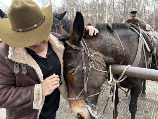 Alaska Horse Adventures, LLC by null