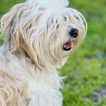 Sabrina's Morkies & More - Priscilla (Yorkiepoo) - Pet Adoption Near Me - Malvern, Arkansas Sabrina's Morkies & More - Priscilla (Yorkiepoo) - Pet Adoption Near Me - Malvern, Arkansas