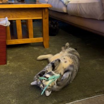 The Comforted Kitty - Play time after meals! - Pet Sitting Near Me