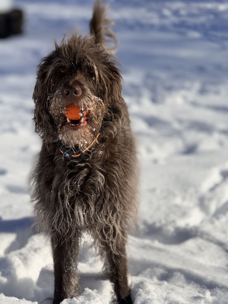 Julie’s Pet and Home Care - pet boarding facility in Oshkosh, WI