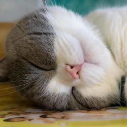 Litter Refresh - Sleep tight knowing we have the litter box under control!