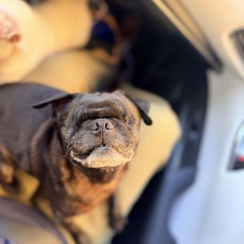 Soulmate Animal Rescue - Pet Adoption Near Me Soulmate Animal Rescue - Pet Adoption Near Me