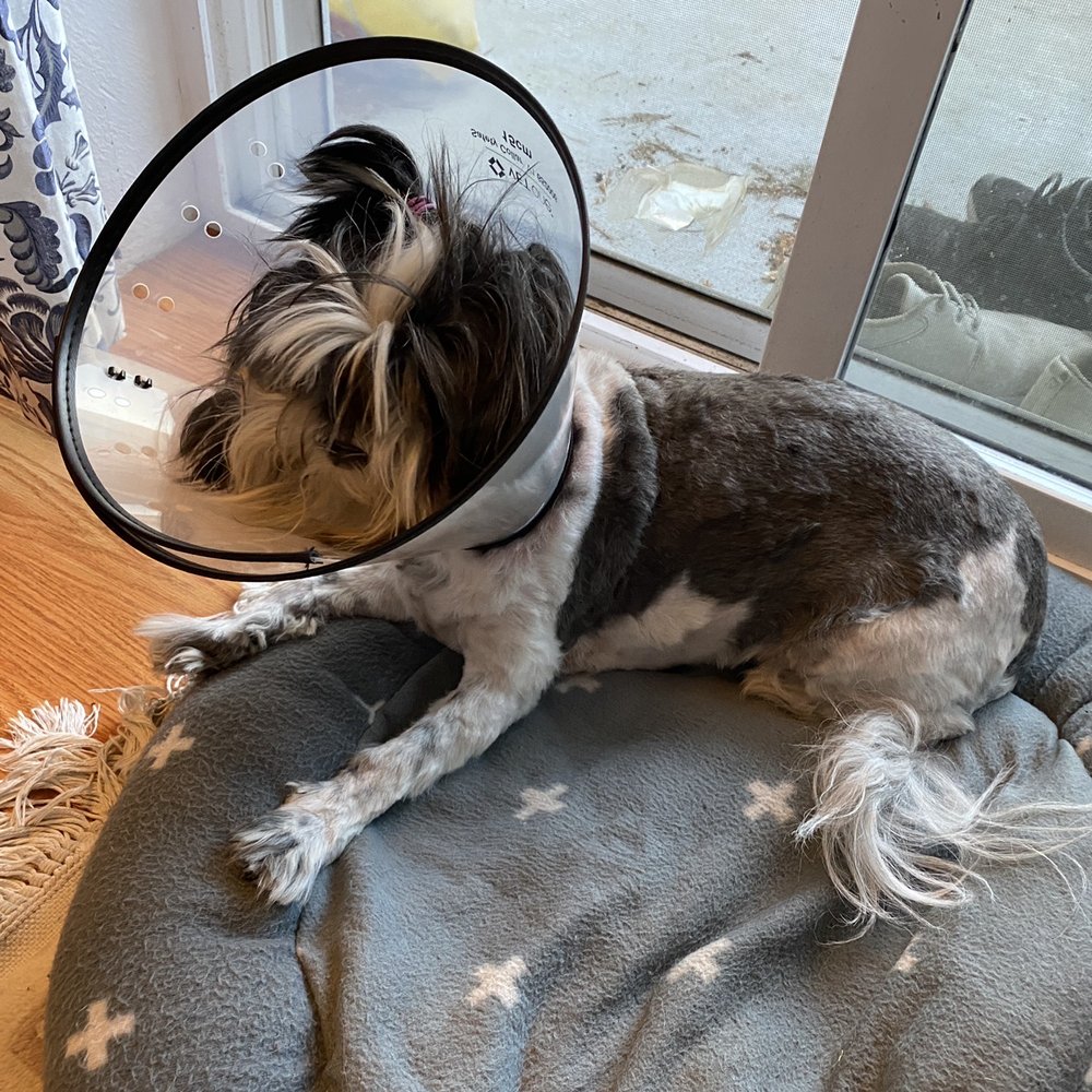My dog after getting stitches due to bad job done at PetSmart grooming My dog after getting stitches due to bad job done at PetSmart grooming