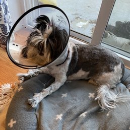 My dog after getting stitches due to bad job done at PetSmart grooming