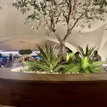 Javiers - Beautiful olive tree in the middle of the dining area - New Mexican Cuisine Near Me - Pasadena, California Javiers - Beautiful olive tree in the middle of the dining area - New Mexican Cuisine Near Me - Pasadena, California