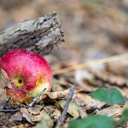 Clearview Orchards - Clearview Orchards