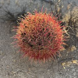 Joshua Tree Adventures