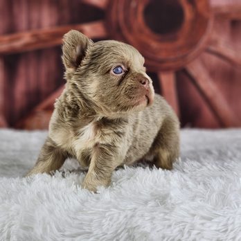 French Bullgodz - French bulldog puppies - Pet Breeders Near Me French Bullgodz - French bulldog puppies - Pet Breeders Near Me