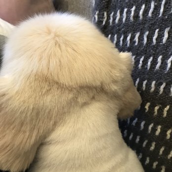 Kiki's Pet Spa & Boutique - Uneven cut - Pet Groomers Near Me - Brooklyn, New York