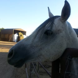 Arabians West - This guy was trying to get me! Now I know he just wanted an apple. Haha