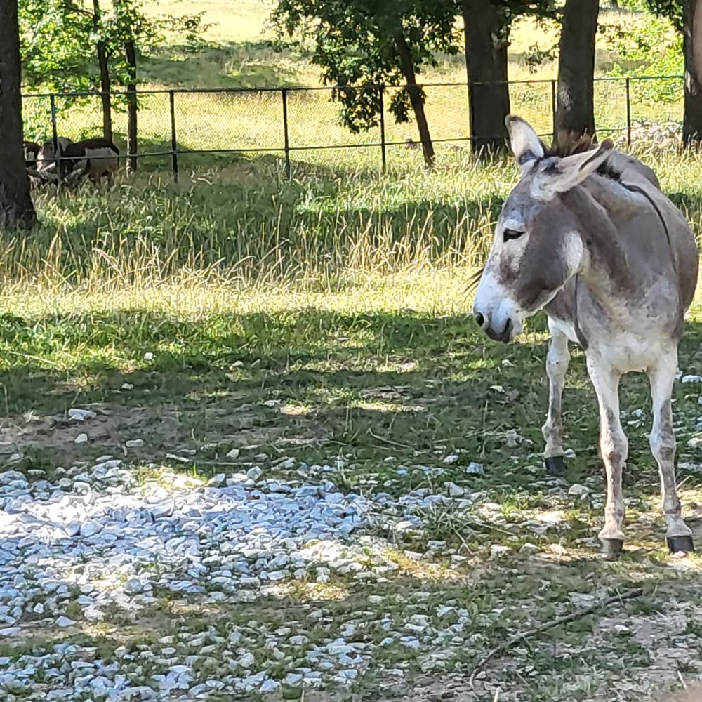 Grant's Farm - Donkey - Attraction Farms Near Me - St. Louis, Missouri