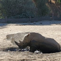 Rhino mud bath Rhino mud bath