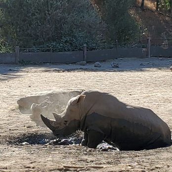 Safari West - Rhino mud bath - Zoos Near Me - Santa Rosa, California Safari West - Rhino mud bath - Zoos Near Me - Santa Rosa, California