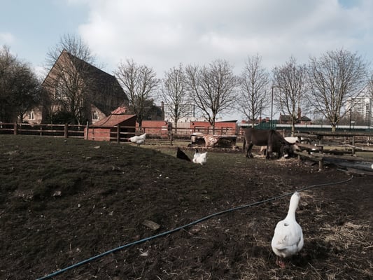Hackney City Farm by null