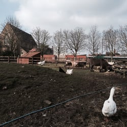 Hackney City Farm