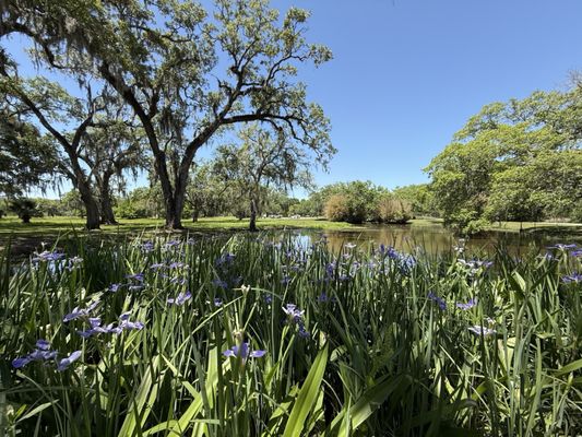 Jungle Gardens by null
