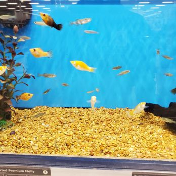 Petco - Pet Stores Near Me - Brea, California
