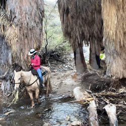 Crossing a creek in Murray Canyon.