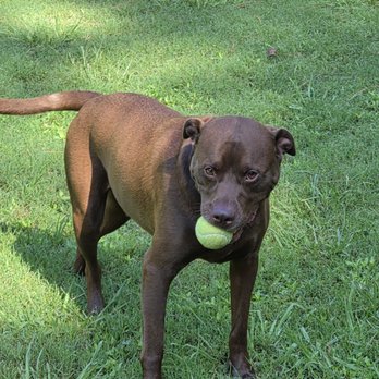 Lakeview Kennels - Pet Training Near Me - Roswell, Georgia Lakeview Kennels - Pet Training Near Me - Roswell, Georgia