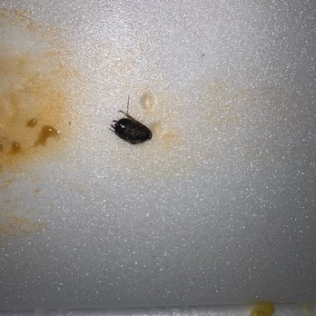 Green Garden - Baby cockroach in my takeout - Chinese Near Me - North Charleston, South Carolina Green Garden - Baby cockroach in my takeout - Chinese Near Me - North Charleston, South Carolina