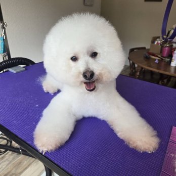 Kawaii Paws Grooming - Pet Groomers Near Me - Houston, Texas Kawaii Paws Grooming - Pet Groomers Near Me - Houston, Texas