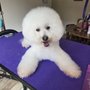 Kawaii Paws Grooming