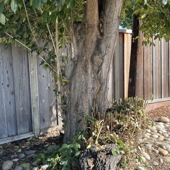 Gonzalez Landscaping - Privet with growing branches that were not trimmed because of the lack of saw - Landscaping Near Me Gonzalez Landscaping - Privet with growing branches that were not trimmed because of the lack of saw - Landscaping Near Me