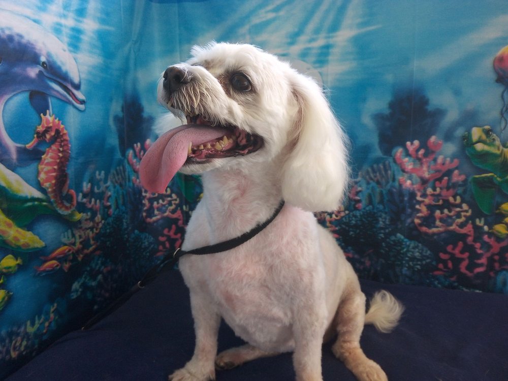 THE PAW SPA Updated September 2024 Ellenton, Florida Pet Groomers