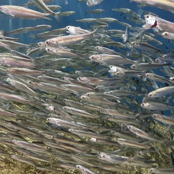 Oregon Coast Aquarium - School of anchovy - Aquariums Near Me - Newport, Oregon Oregon Coast Aquarium - School of anchovy - Aquariums Near Me - Newport, Oregon