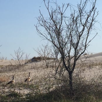 Breezy Point Tip - How did the geese cross the sand dune? - Parks Near Me - Queens, New York