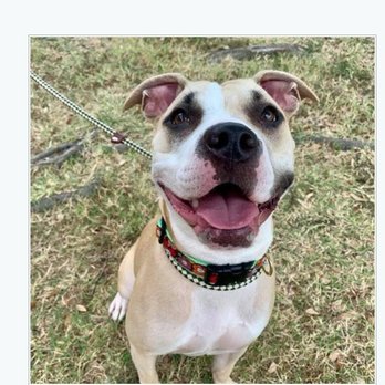 Hollywood Feed - Lil Weezy Loves Hollywood Feed! - Pet Stores Near Me - Little Elm, Texas Hollywood Feed - Lil Weezy Loves Hollywood Feed! - Pet Stores Near Me - Little Elm, Texas