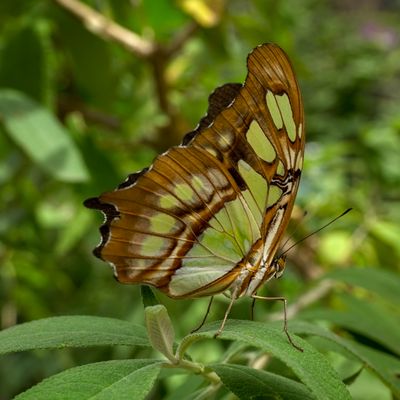 ABQ BioPark - Botanic Garden by null
