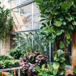 Indoor houseplants big and small