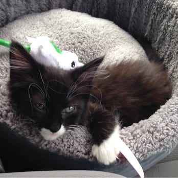 dumb friends league kittens