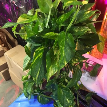 Rainbow - He taught us how to even pot, and water each one - Nurseries & Gardening Near Me - Rosemead, California Rainbow - He taught us how to even pot, and water each one - Nurseries & Gardening Near Me - Rosemead, California
