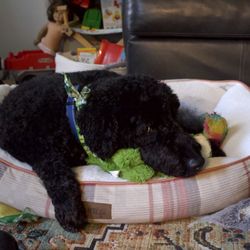 Reynolda Veterinary Hospital - Dis my dog