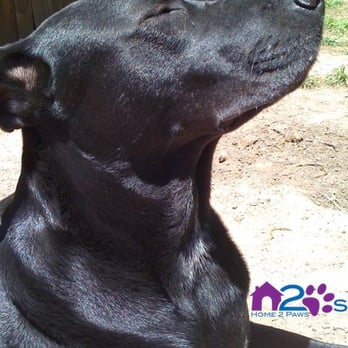 Home 2 Paws - Lexi enjoying the sun! - Dog Walkers Near Me Home 2 Paws - Lexi enjoying the sun! - Dog Walkers Near Me