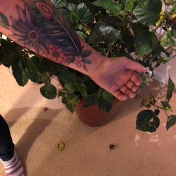 Blue Horseshoe Tattoo - My cover up