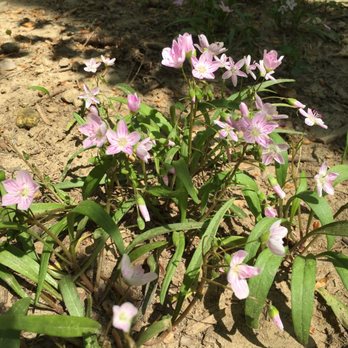 Glover Archbold Trail - Spring flower - Hiking Near Me - Washington, DC, District of Columbia