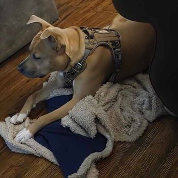 K9 Department - Chilling at home - Pet Training Near Me - Bushnell , Florida K9 Department - Chilling at home - Pet Training Near Me - Bushnell , Florida