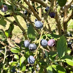 Henna Blueberry Farm - Lots of blueberries