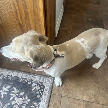 Honey Pets Grooming - Pet Groomers Near Me - La Mesa, California Honey Pets Grooming - Pet Groomers Near Me - La Mesa, California