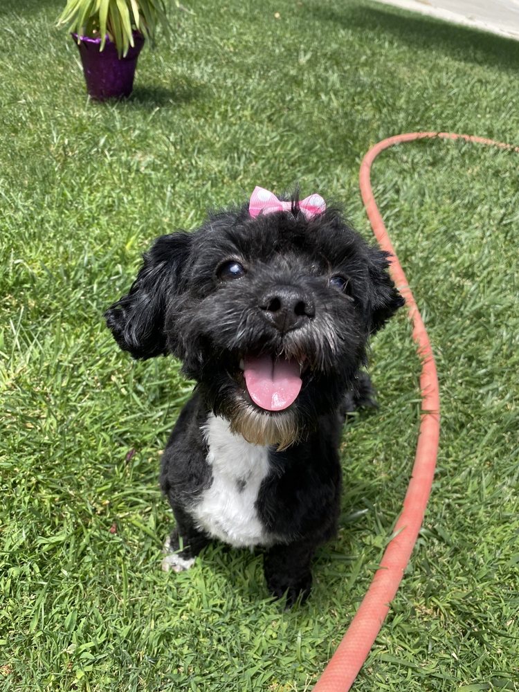 NEW STAR GROOMING Updated May 2024 24 Photos & 14 Reviews 1999