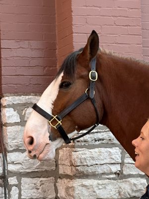 Anheuser-Busch St. Louis Brewery by null