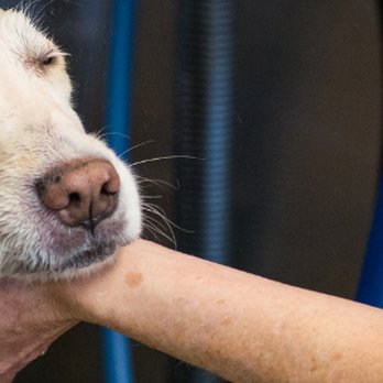 Paw Envy - Pet Groomers Near Me - Shawnee, Kansas Paw Envy - Pet Groomers Near Me - Shawnee, Kansas
