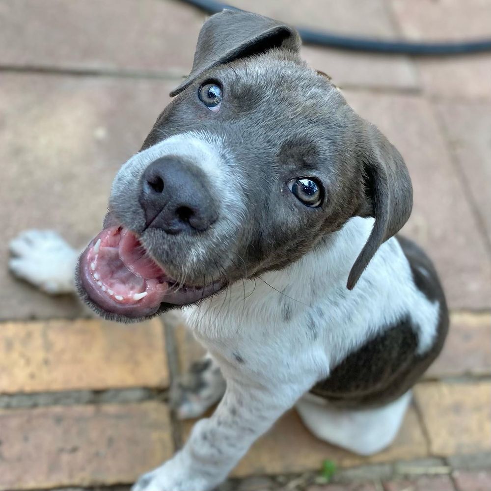 CHARMING PET RESCUE Updated September 2024 27 Photos & 10 Reviews